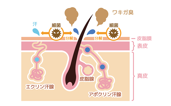 そもそもなぜ臭うの?